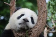 娱乐吃瓜大熊猫视频大全,萌态百出，欢乐无限